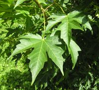 Acer miyabei Maxim. – Photo: Andrea Moro 2007, Dryades TSB45565.jpg