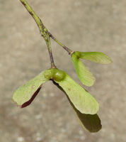 Acer japonicum Thunb. – Photo: Andrea Moro 2008, Dryades TSB58166.jpg