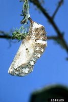 Junonia coenia IPM1548129.jpg