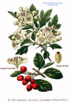 110 Crataegus oxyacantha L.jpg