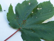 Pflanzengalle Aceria cephalonea auf Acer pseudoplatanus (Blattoberseite)