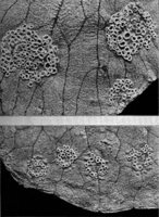 Aecidiengruppen auf Ranunculus Ficaria L. Abb0265 (Gäumann 1959, Rostpilze Mitteleuropas).png