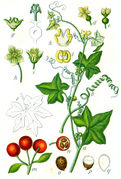 Bryonia dioica Sturm64.jpg