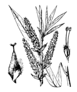 Schematic drawing of Salix viminalis L. (drawing 3301 of Coste & Flahault 1906)