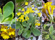 Morphological summary of Primula auricula L. (photo Andrea Moro)