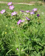 Habit of Geranium sylvaticum L.