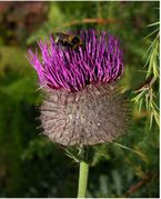 Flower of Cirsium eriophorum (L.) Scop. subsp. eriophorum (photo Andrea Moro 2005)