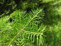 Abies sachalinensis (F. Schmidt) Mast. – Photo: Andrea Moro 2007, Dryades TSB45474.jpg