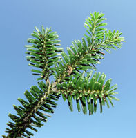 Abies nebrodensis (Lojac.) Mattei – Photo: Andrea Moro 2008, Dryades TSB55372.jpg