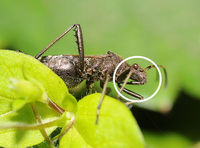 Heteroptera Ruessel.jpg