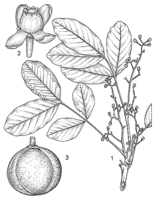 Linedrawing Xylocarpus granatum.gif