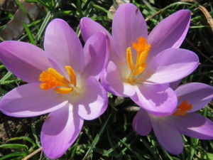 20160206Crocus tommasinianus05.jpg