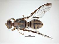 Bactrocera tau PaDIL136206a.jpg