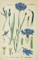 Centaurea cyanus001.jpg