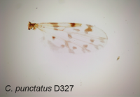 Culicoides punctatus Parasite 2017.png