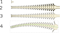 Draw an insect antenna.svg