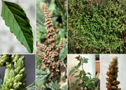 Morphological summary of Amaranthus deflexus L. (photos: Andrea Moro)