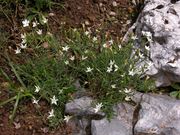 Dianthus deltoides subsp. deltoides L.