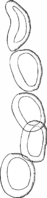 Endophyllum sempervivi (A. et S.) de By. Abb1071-L (Gäumann 1959, Rostpilze Mitteleuropas).png