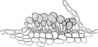 Kuehneola albida (Kuehn) Magn. Abb0169 (Gäumann 1959, Rostpilze Mitteleuropas).png