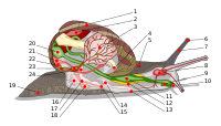 Scheme snail anatomy-numbers.svg