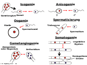 Abb1.10 Pilze Fungi Befruchtung Gametangien Gameten Isogamie Oogamie Spermatisierung Somatogamie 2021 (M. Piepenbring).svg