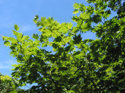 Acer japonicum 'Vitifolium' JPG.jpg