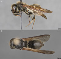 Ancistrocerus (10.3897-zookeys.718.21096) Figure 1.jpg