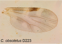 Culicoides obsoletus Parasite 2017.png