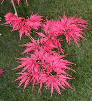 Acer palmatum – Photo: Andrea Moro 2005, Dryades TSB29913.jpg