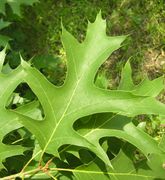 Leaf of Quercus rubra L. (photo Andrea Moro 2006)