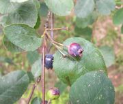 Amelanchier ovalis Medik.