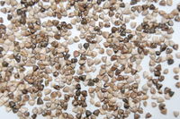 Grains de téosinte.JPG