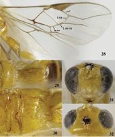 Psyttalia incisi Zookeys 2016.jpg