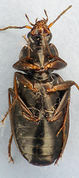 Agonum placidum2.jpg