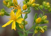 Hypericum perforatum L.