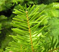 Abies grandis (Douglas ex D. Don) Lindl. – Photo: Andrea Moro 2007, Dryades TSB45555.jpg