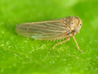 Leafhopper (28739519401).jpg