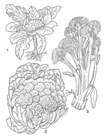 Linedrawing Brassica oleracea cauliflower-broccoli.gif