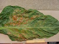 Tobacco streak virus IPM5368367.jpg