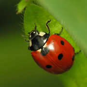 Seven-spotted lady beetle (Coccinella septempunctata)