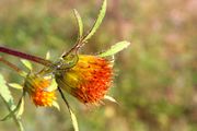 Bidens frondosa ENBLA02.jpg