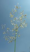 Spike of Deschampsia cespitosa (L.) P. Beauv. subsp. cespitosa (photo Andrea Moro 2006)