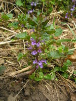 Glechoma hederacea JuliaKruse.jpg