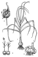 Linedrawing Allium sativum.gif