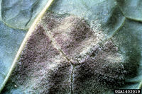 Peronospora tabacina IPM1402019.jpg