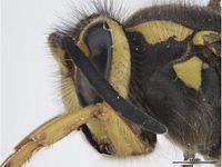 Vespula pensylvanica PaDIL142319b.jpg