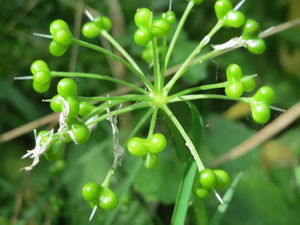 20160518Allium ursinum3.jpg