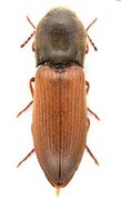 Agriotes ustulatus Insects 2020.jpg