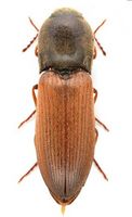 Agriotes ustulatus Insects 2020.jpg